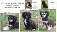 "Ro", a male Miniature Aussiedoodle for sale in Rhinelander, WI – 10 of 10