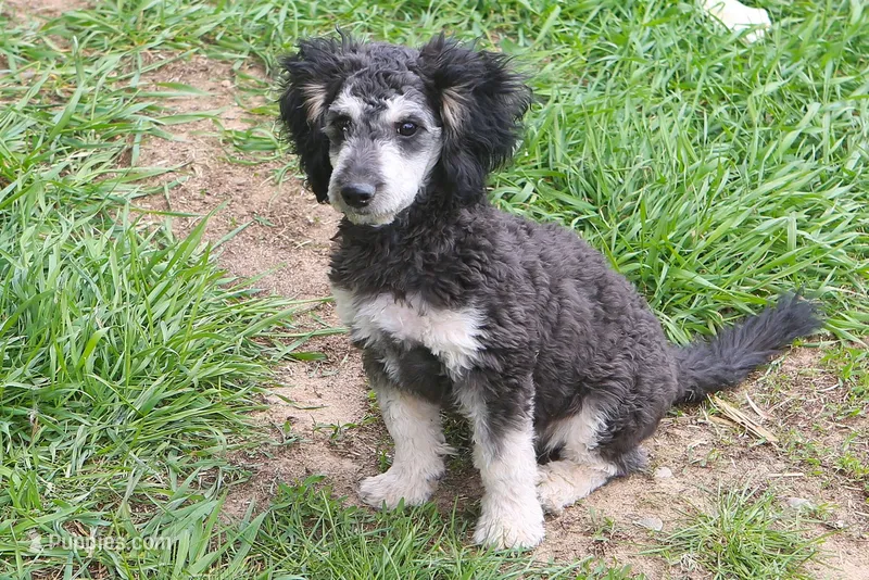 "Bo" – Miniature Aussiedoodle puppy for sale in Rhinelander, WI