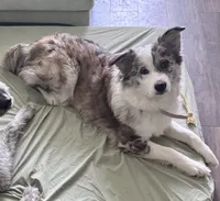 Elaine Noelle, a female Australian Shepherd for sale in Denton, TX – 2 of 6