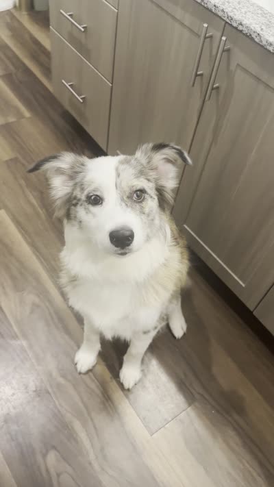 Elaine Noelle, a female Australian Shepherd for sale in Denton, TX – 6 of 6