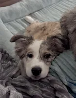 Elaine Noelle, a female Australian Shepherd for sale in Denton, TX – 4 of 6