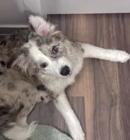 Elaine Noelle, a female Australian Shepherd for sale in Denton, TX – 3 of 6