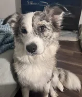 Elaine Noelle, a female Australian Shepherd for sale in Denton, TX – 5 of 6
