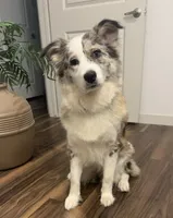 Elaine Noelle, a female Australian Shepherd for sale in Denton, TX – 1 of 6