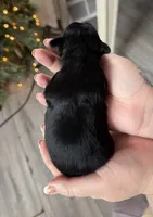 Mousse, a male Yorkshire Terrier for sale in New Castle, PA – Photo 4 of 4