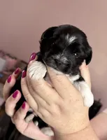 Mousse, a male Yorkshire Terrier for sale in New Castle, PA – Photo 2 of 4