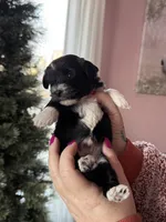 Mousse, a male Yorkshire Terrier for sale in New Castle, PA – Photo 1 of 4