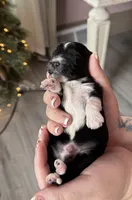 Mousse, a male Yorkshire Terrier for sale in New Castle, PA – Photo 3 of 4