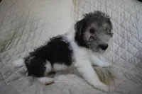 Puppy #5 (Green), a male Wire Fox Terrier for sale in Champion, PA – 3 of 3