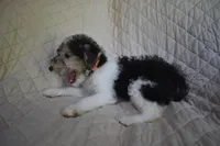 Puppy #4 (Orange), a female Wire Fox Terrier for sale in Champion, PA – 3 of 3