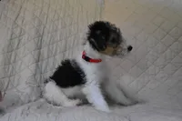 Puppy #1 (RED), a female Wire Fox Terrier for sale in Champion, PA – 3 of 3