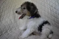 Puppy #2 (Purple), a male Wire Fox Terrier for sale in Champion, PA – 2 of 3