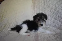 Puppy #3 (Yellow), a female Wire Fox Terrier for sale in Champion, PA – 3 of 3