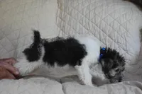 Puppy #6 (Blue), a male Wire Fox Terrier for sale in Champion, PA – 3 of 3