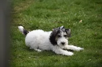 Long's Litter, a male Wire Fox Terrier for sale in Champion, PA – 3 of 5