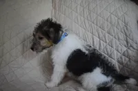 Puppy #6 (Blue), a male Wire Fox Terrier for sale in Champion, PA – 2 of 3
