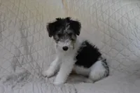 Puppy #1 (RED), a female Wire Fox Terrier for sale in Champion, PA – 2 of 3