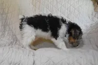 Puppy #2 (Purple), a male Wire Fox Terrier for sale in Champion, PA – 3 of 3