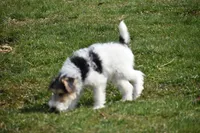 Long's Litter, a male Wire Fox Terrier for sale in Champion, PA – 5 of 5