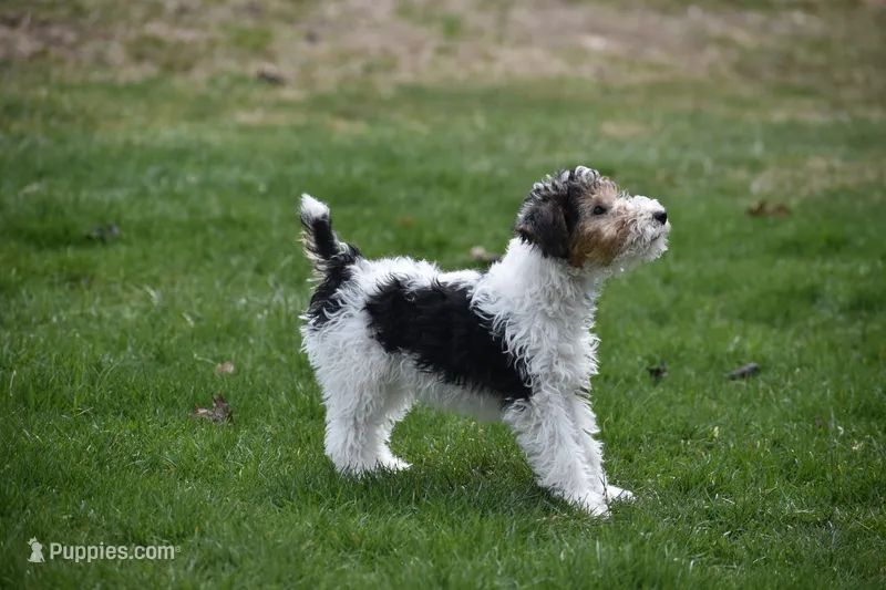 Long's Litter – Wire Fox Terrier puppy for sale in Champion, PA