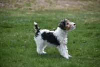 Long's Litter, a male Wire Fox Terrier for sale in Champion, PA – 1 of 5