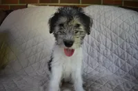 Puppy #4 (Orange), a female Wire Fox Terrier for sale in Champion, PA – 1 of 3