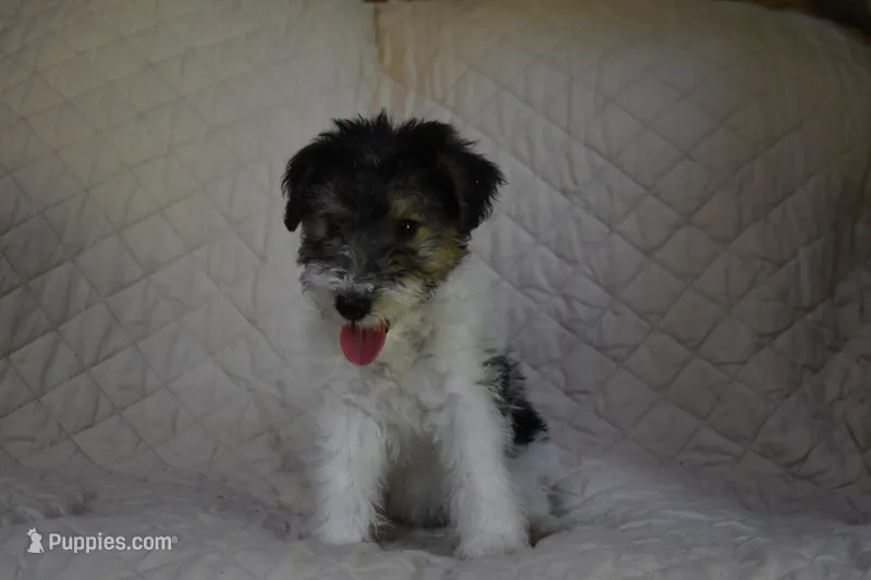 Puppy #7 (Pink), a female Wire Fox Terrier for sale in Champion, PA – 1 of 3