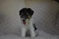 Puppy #7 (Pink), a female Wire Fox Terrier for sale in Champion, PA – 1 of 3