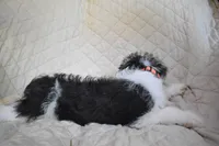 Puppy #4 (Orange), a female Wire Fox Terrier for sale in Champion, PA – 2 of 3