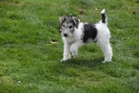 Long's Litter, a male Wire Fox Terrier for sale in Champion, PA – 2 of 5