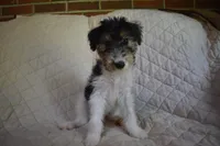 Puppy #3 (Yellow), a female Wire Fox Terrier for sale in Champion, PA – 1 of 3