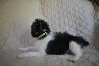Puppy #3 (Yellow), a female Wire Fox Terrier for sale in Champion, PA – 2 of 3