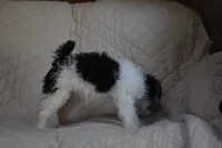 Puppy #7 (Pink), a female Wire Fox Terrier for sale in Champion, PA – 3 of 3