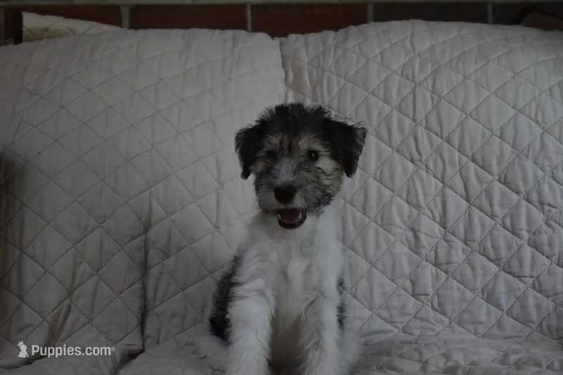 Puppy #6 (Blue), a male Wire Fox Terrier for sale in Champion, PA – 1 of 3