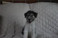 Puppy #6 (Blue), a male Wire Fox Terrier for sale in Champion, PA – 1 of 3