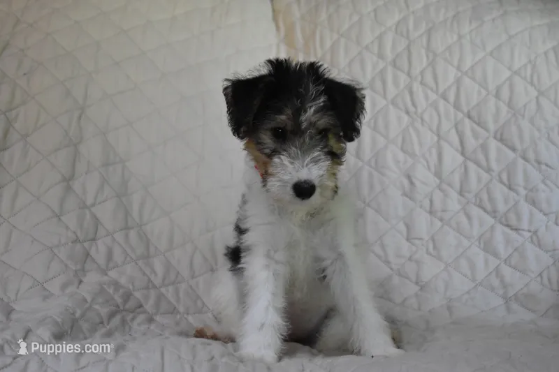 Puppy #1 (RED), a female Wire Fox Terrier for sale in Champion, PA – 1 of 3