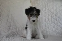Puppy #1 (RED), a female Wire Fox Terrier for sale in Champion, PA – 1 of 3
