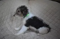 Puppy #5 (Green), a male Wire Fox Terrier for sale in Champion, PA – 2 of 3