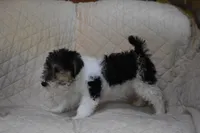 Puppy #7 (Pink), a female Wire Fox Terrier for sale in Champion, PA – 2 of 3