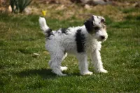 Long's Litter, a male Wire Fox Terrier for sale in Champion, PA – 4 of 5
