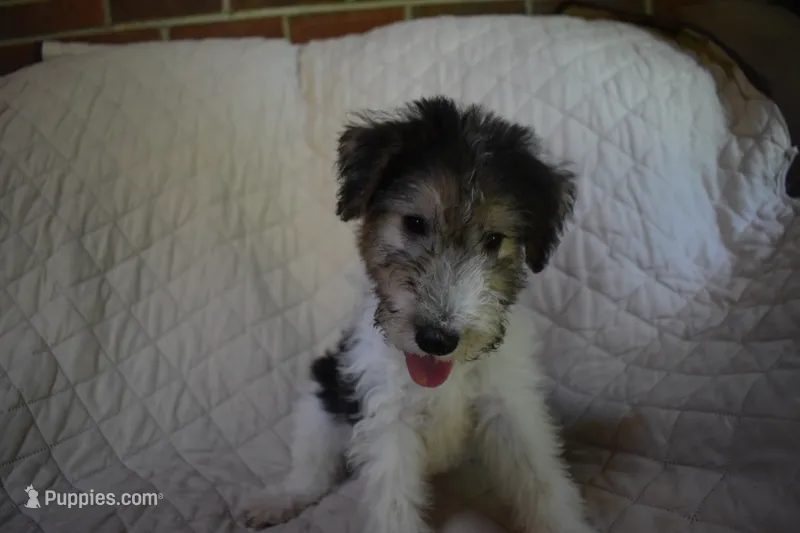 Puppy #2 (Purple), a male Wire Fox Terrier for sale in Champion, PA – 1 of 3
