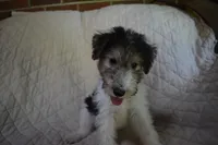 Puppy #2 (Purple), a male Wire Fox Terrier for sale in Champion, PA – 1 of 3