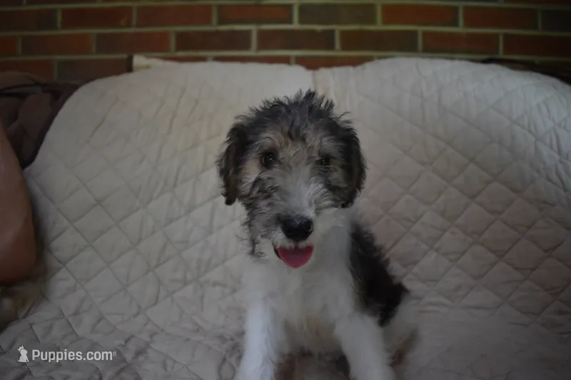 Puppy #5 (Green), a male Wire Fox Terrier for sale in Champion, PA – 1 of 3