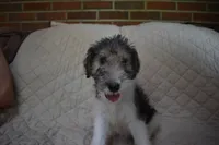 Puppy #5 (Green), a male Wire Fox Terrier for sale in Champion, PA – 1 of 3