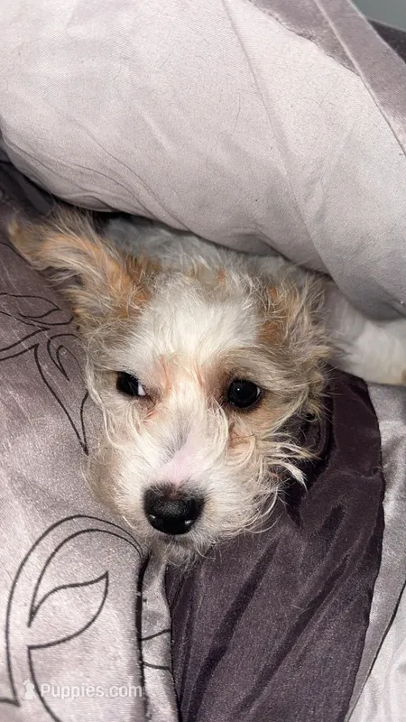 Dirty Diana – Fox Terrier, Chihuahua puppy for sale in Washington, DC