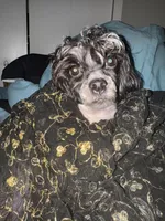 tinsley rose, a female Shihpoo for sale in Washington, DC – Photo 5 of 6