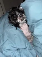 tinsley rose, a female Shihpoo for sale in Washington, DC – Photo 4 of 6