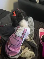 tinsley rose, a female Shihpoo for sale in Washington, DC – Photo 2 of 6