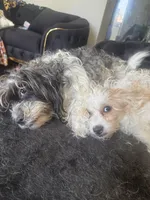 tinsley rose, a female Shihpoo for sale in Washington, DC – Photo 6 of 6
