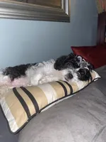 tinsley rose, a female Shihpoo for sale in Washington, DC – Photo 3 of 6